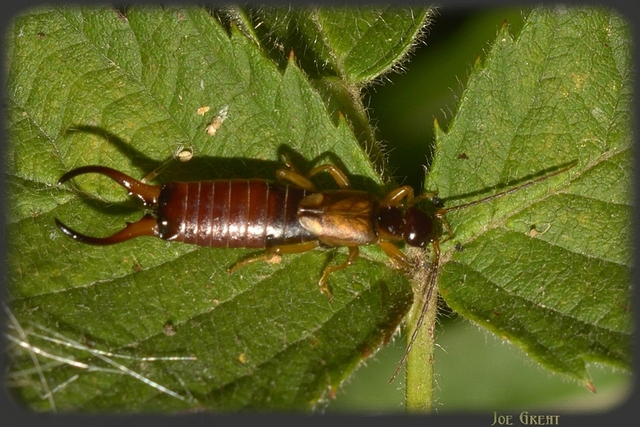 Forficula auricularia - közönséges fülbemászó