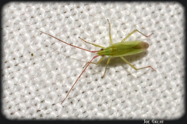 Trigonotylus