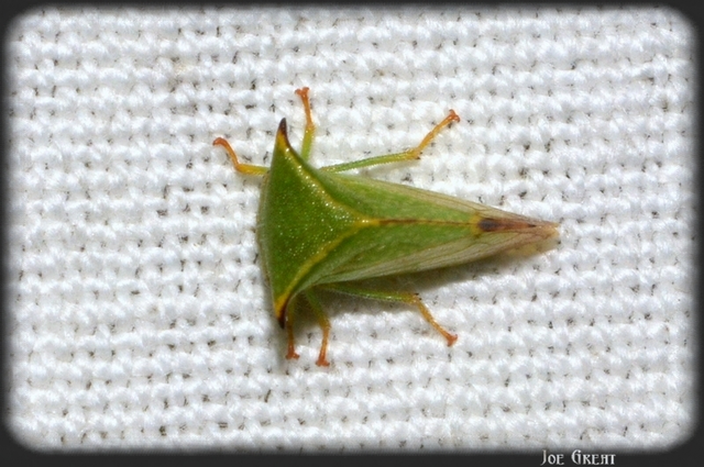 Stictocephala bisonia - bivalykabóca