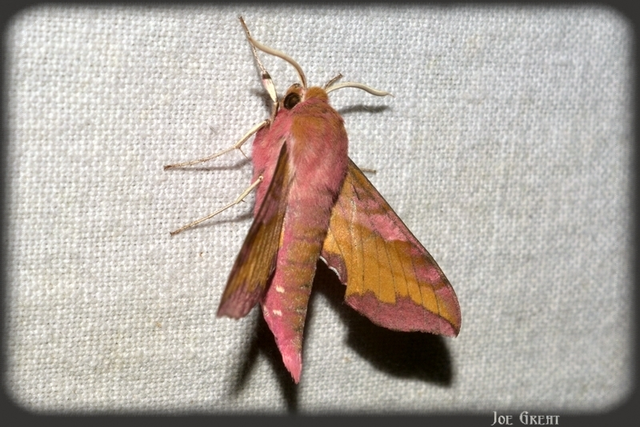 Deilephila porcellus - piros szender