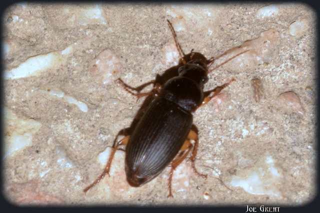Harpalus griseus - kis selymesfutó