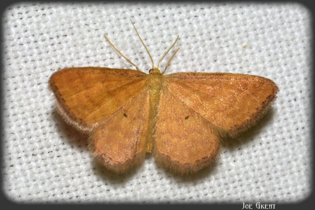 Idaea serpentata - kis sávosaraszoló