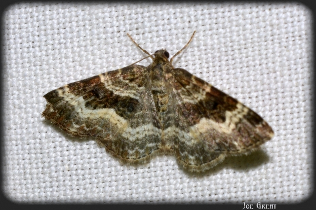 Epirrhoe alternata - galaj-tarkaaraszoló