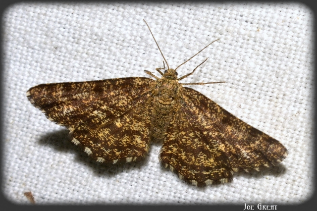 Ematurga atomaria - barna rétiaraszoló