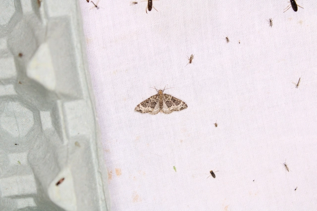 barna tarkaaraszoló - Ecliptopera silaceata