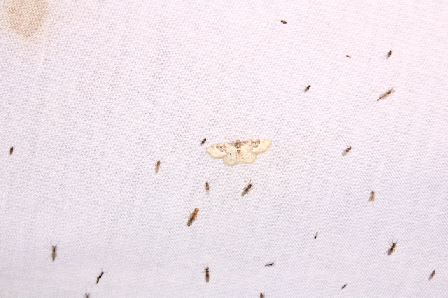 Idaea rusticata - tarka apróaraszoló