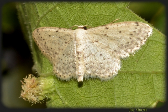 Idaea seriata - szürke apróaraszoló