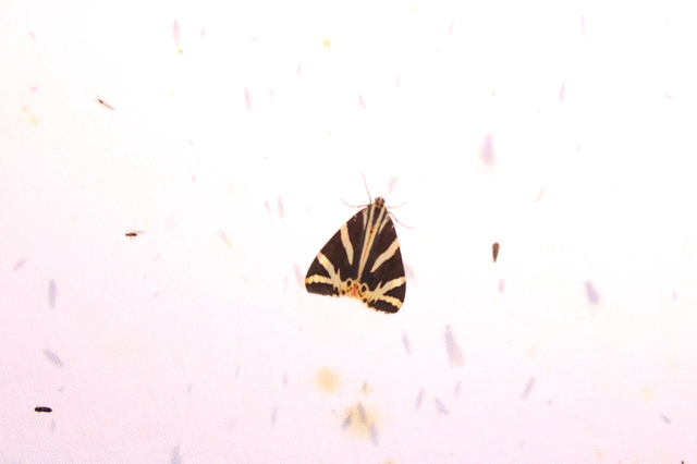 Euplagia quadripunctaria - csíkos medvelepke