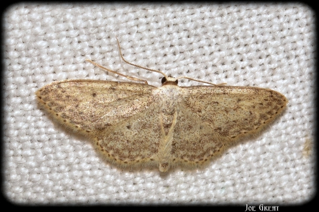 Idaea seriata - szürke apróaraszoló
