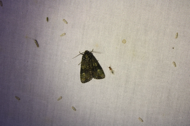 Craniophora ligustri - fagyalbagoly
