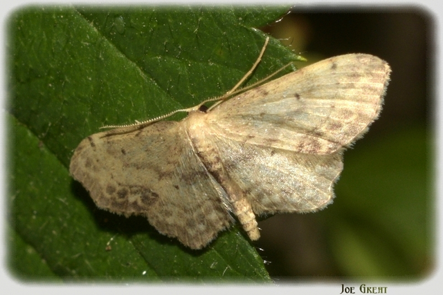 Idaea dimidiata - gyakori apróaraszoló