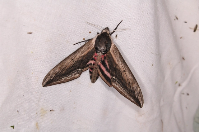 Sphinx ligustri - fagyalszender