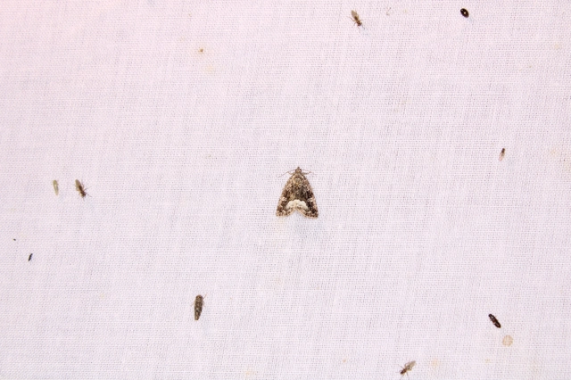 fehérsávos apróbagoly - Protodeltote pygarga