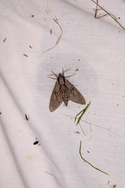 fenyőszender - Hyloicus pinastri