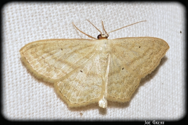 Scopula nigropunctata - feketepettyes araszoló
