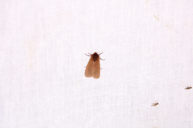 füstös medvelepke - Phragmatobia fuliginosa