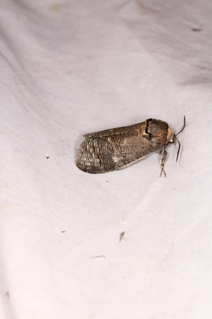 fűzfarontólepke - Cossus cossus