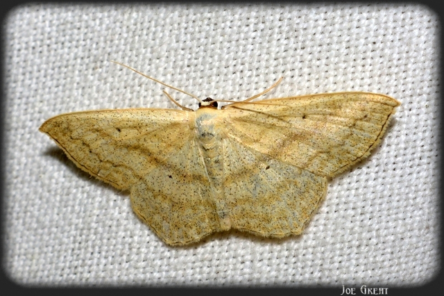 Scopula nigropunctata - feketepettyes araszoló