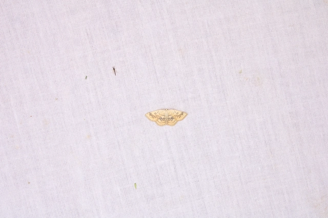 Cyclophora annularia - gyűrűs pettyesaraszoló