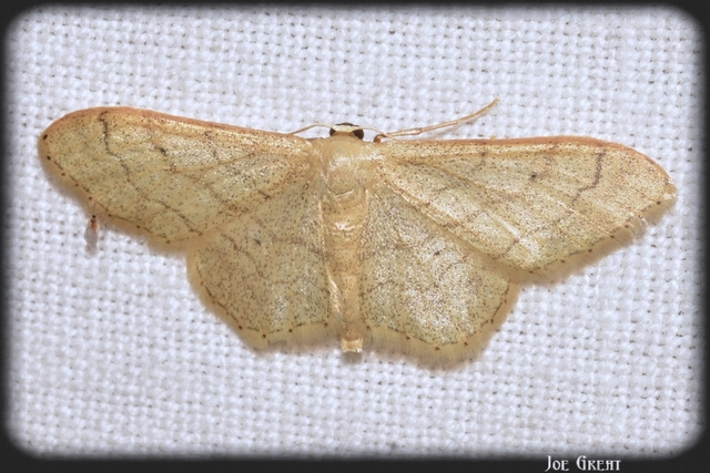 Idaea aversata - nagy sávosaraszoló