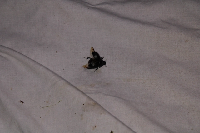 Geotrupes