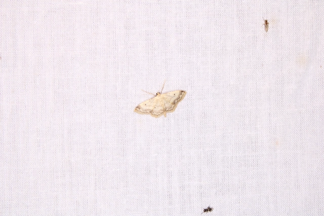 mocsári sávosaraszoló - Idaea biselata