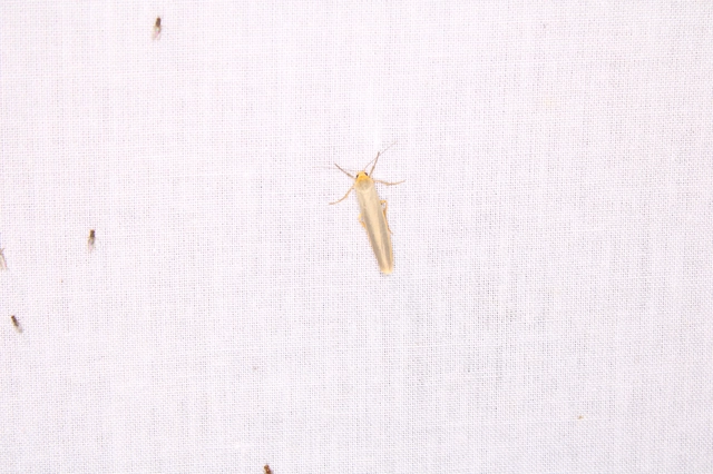 Eilema complana - közönséges zuzmószövő