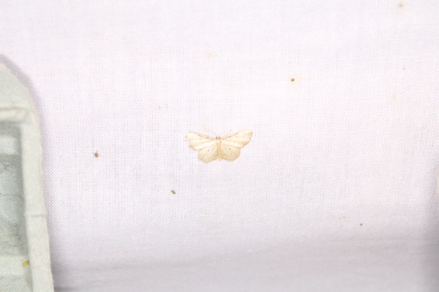 Idaea politaria - vonalas apróaraszoló