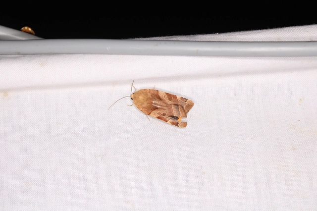 szélessávú sárgafűbagoly - Noctua fimbriata