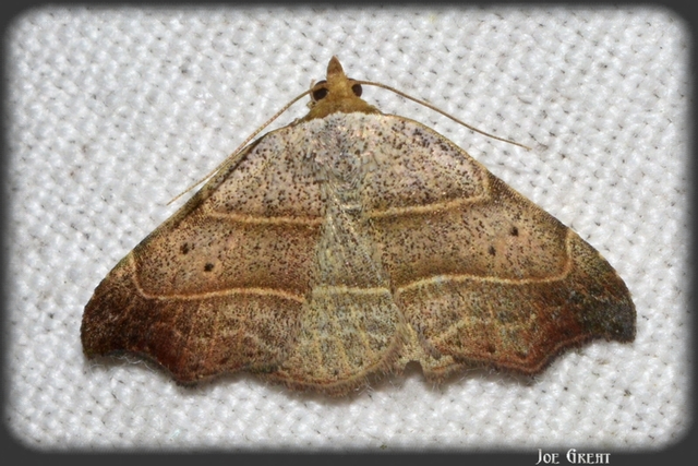Laspeyria flexula - zuzmóbagoly