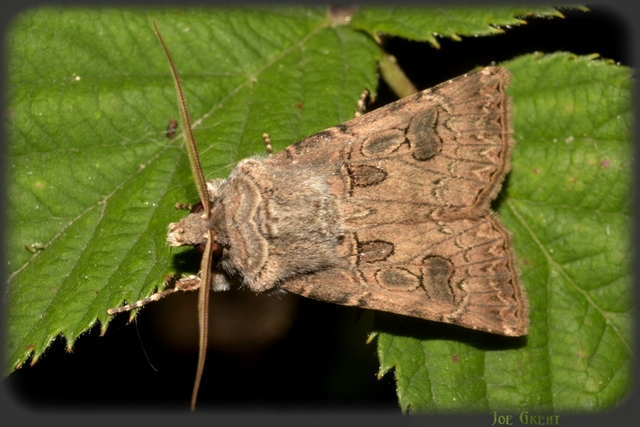 Agrotis bigramma - kétjegyű földibagoly