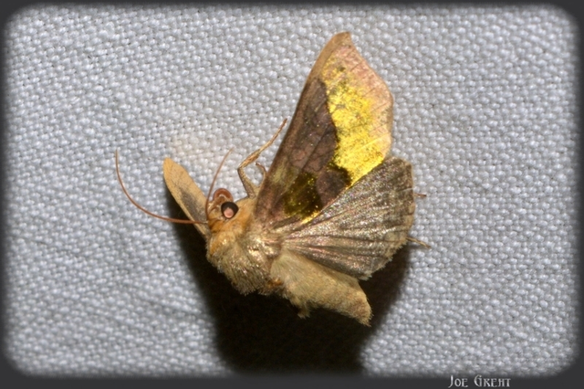 Diachrysia chrysitis - aranybagoly