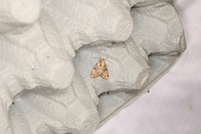 csinos dudvabagoly - Loscopia scolopacina