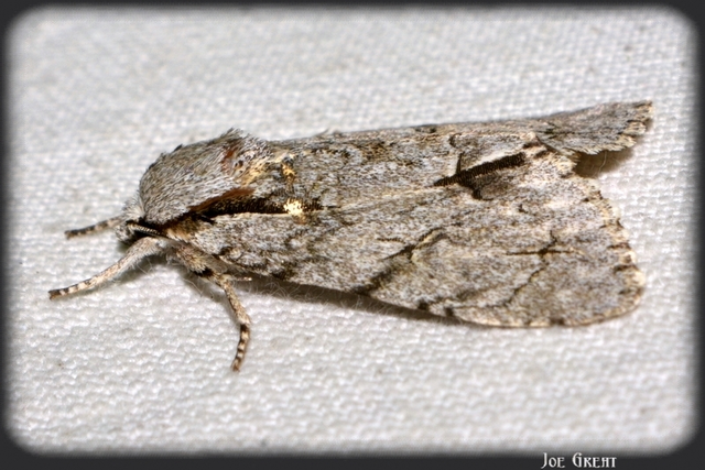 Acronicta cuspis/tridens/psi