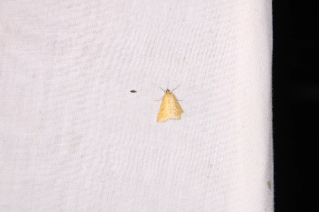 Sitochroa verticalis - világossárga dudvamoly