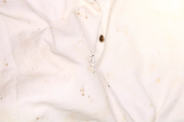 pettyes karcsúmoly - Myelois circumvoluta