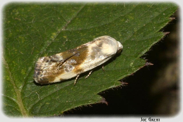 Ponometia candefacta - parlagfűbagoly