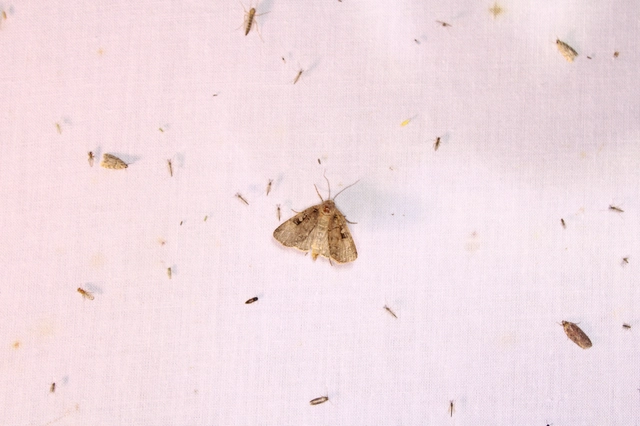 háromszöges fűbagoly - Xestia triangulum