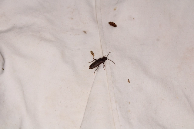Arhopalus rusticus - gödrösnyakú cincér