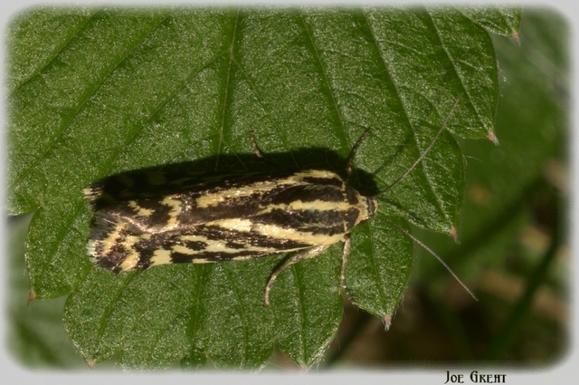 Emmelia trabealis - zebrabagoly