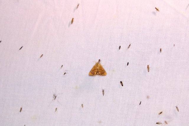 Apoda limacodes - kagylólepke
