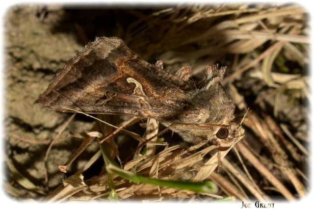 Autographa gamma - gammalepke