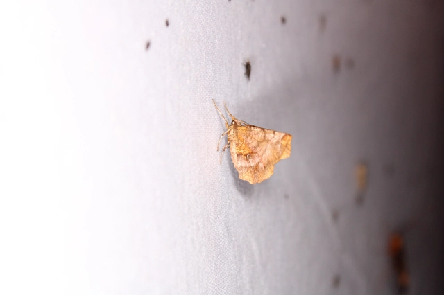 kétfoltos holdasaraszoló - Selenia dentaria