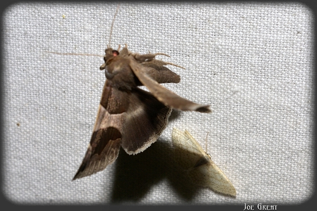 Dysgonia algira - déli porcelánbagoly