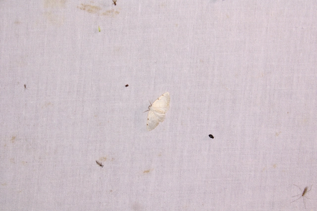 kétpontos fehéraraszoló - Lomographa bimaculata