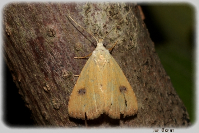 Rivula sericealis - selymes lórombagoly