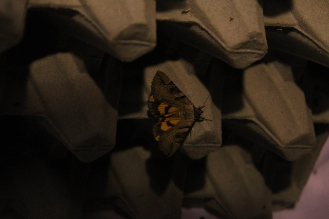 Catocala hymenaea - kökény-övesbagoly