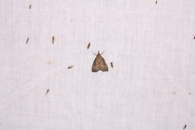 közönséges karcsúbagoly - Hypena rostralis