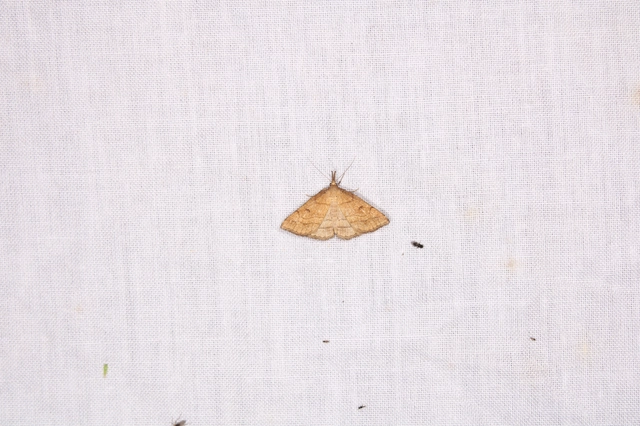 láperdei karcsúbagoly - Polypogon gryphalis