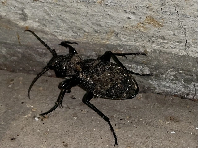 Carabus coriaceus - bőrfutrinka